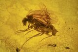 Detailed Fossil Bark Louse, Fly, and Spider in Baltic Amber #234554-1